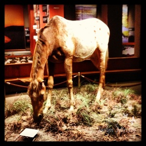 Taxidermy Horse watermarked